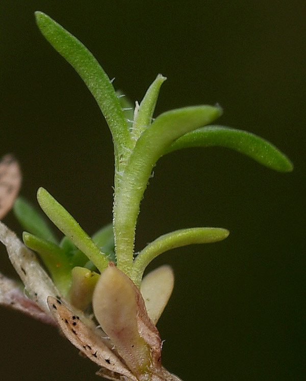 Cariophyllacea